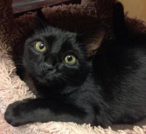 . Ally (Petsmart FH) .