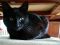 . Ally (Petsmart FH) .