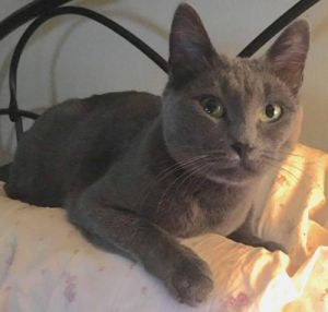 . Allie Cat - JC CP .