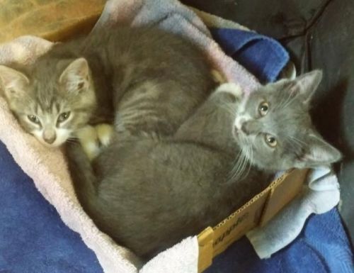 . AmandaBs 2 boys .