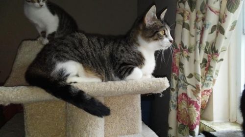 . Sweet Hope (momcat) at Doris's .