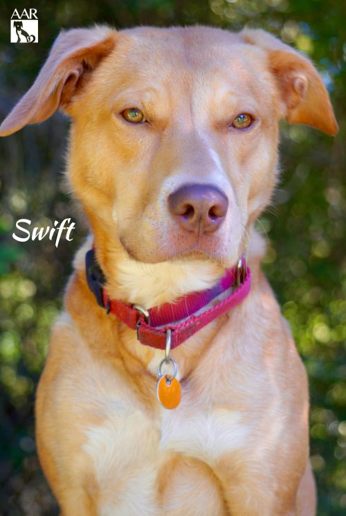 . Swift .