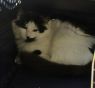 . Barn Cat-Chloe .