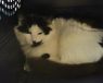 . Barn Cat-Chloe .