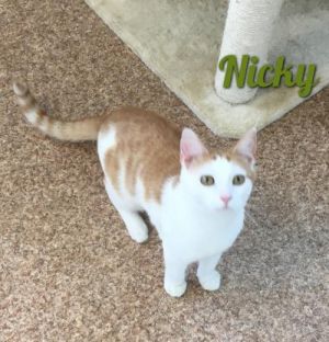 . Nicky .