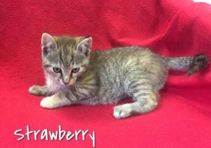 . Strawberry .
