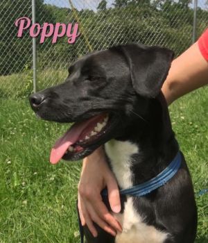 . Poppy .