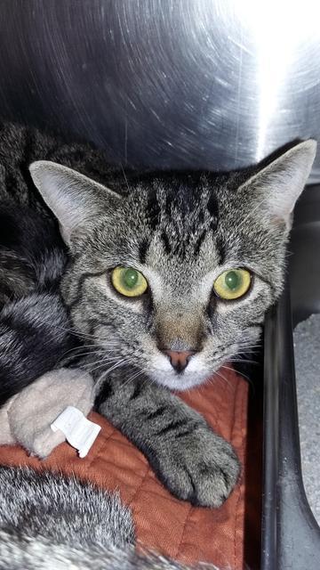 . Apollo - Colony Cat! .