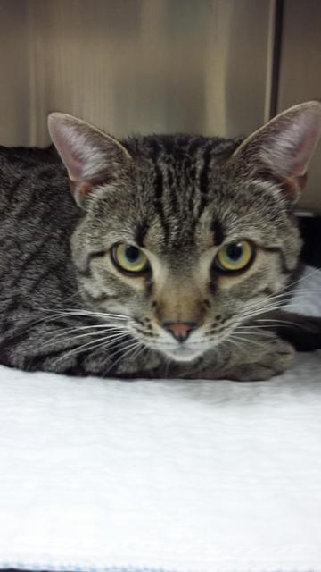 . Rocky - Colony Cat! .