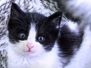 . Piper .