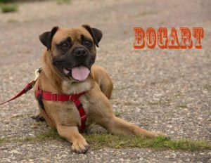 . Bogart .