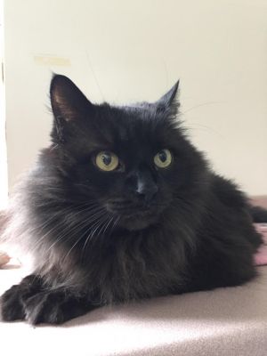 . Dusty -I'm waiting for you at Petsmart Manchester! .