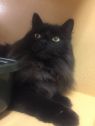 . Dusty -I'm waiting for you at Petsmart Manchester! .