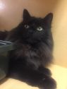 . Dusty -I'm waiting for you at Petsmart Manchester! .