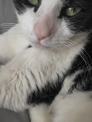 . Bella .