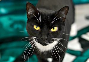 . Tuxedo .