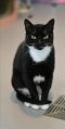. Tuxedo .