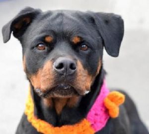 . Kiba - Foster Needed! .