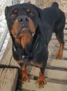 . Kiba - Foster Needed! .