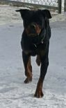 . Kiba - Foster Needed! .
