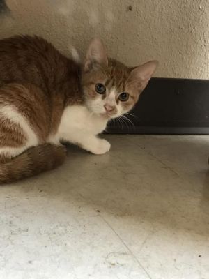 . Sophia .