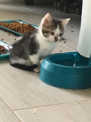 . Smudge (Marti Baby 5) .