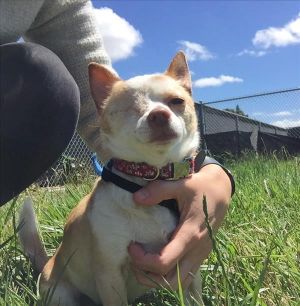 . Canelo .