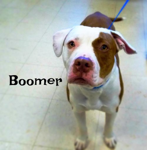 . Boomer .