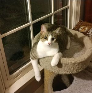 . Oliver .