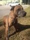 . Dude - Take My Lead Dog .