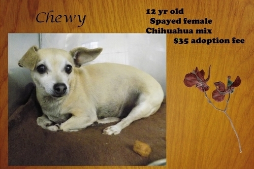. Chewy .
