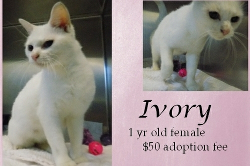 . Ivory .
