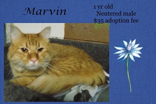 . Marvin .