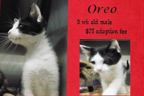 . Oreo .