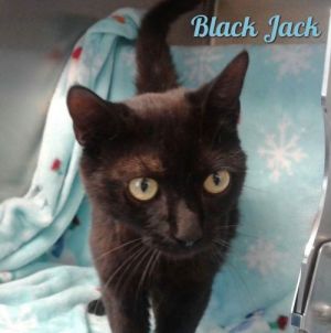 . Black Jack .