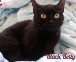 . Black Betty .