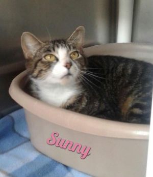 . Sunny .