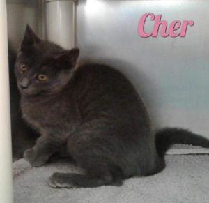 . Cher .