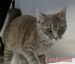 . Cinderella .