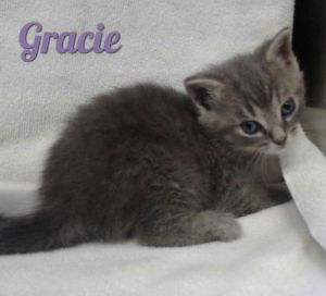 . Gracie .