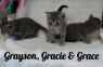 . Gracie .