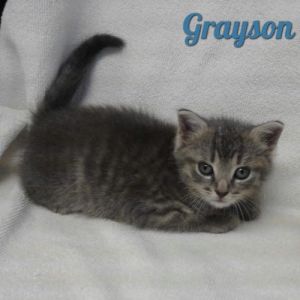 . Grayson .