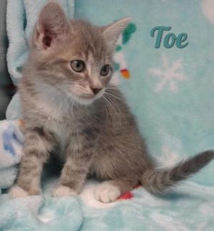 . Toe .