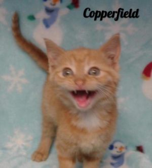. Cooperfield .