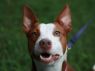 Loxley *Tripawd* - MEET ME @ PETCO 7.1.17!