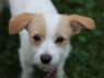 Talia - ADOPTION IN PROGRESS