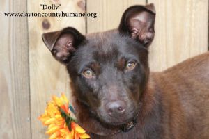 . Dolly .