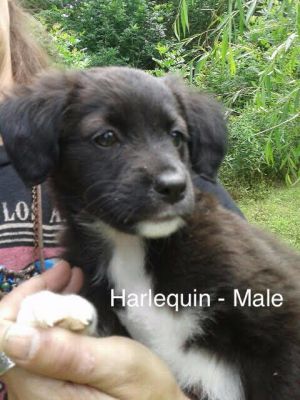 . Harlequin .