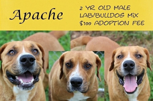 . Apache .