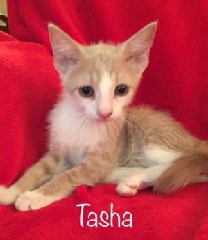 . Tasha .